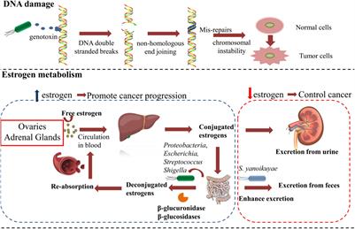 New Developments and Opportunities of Microbiota in Treating Breast Cancers